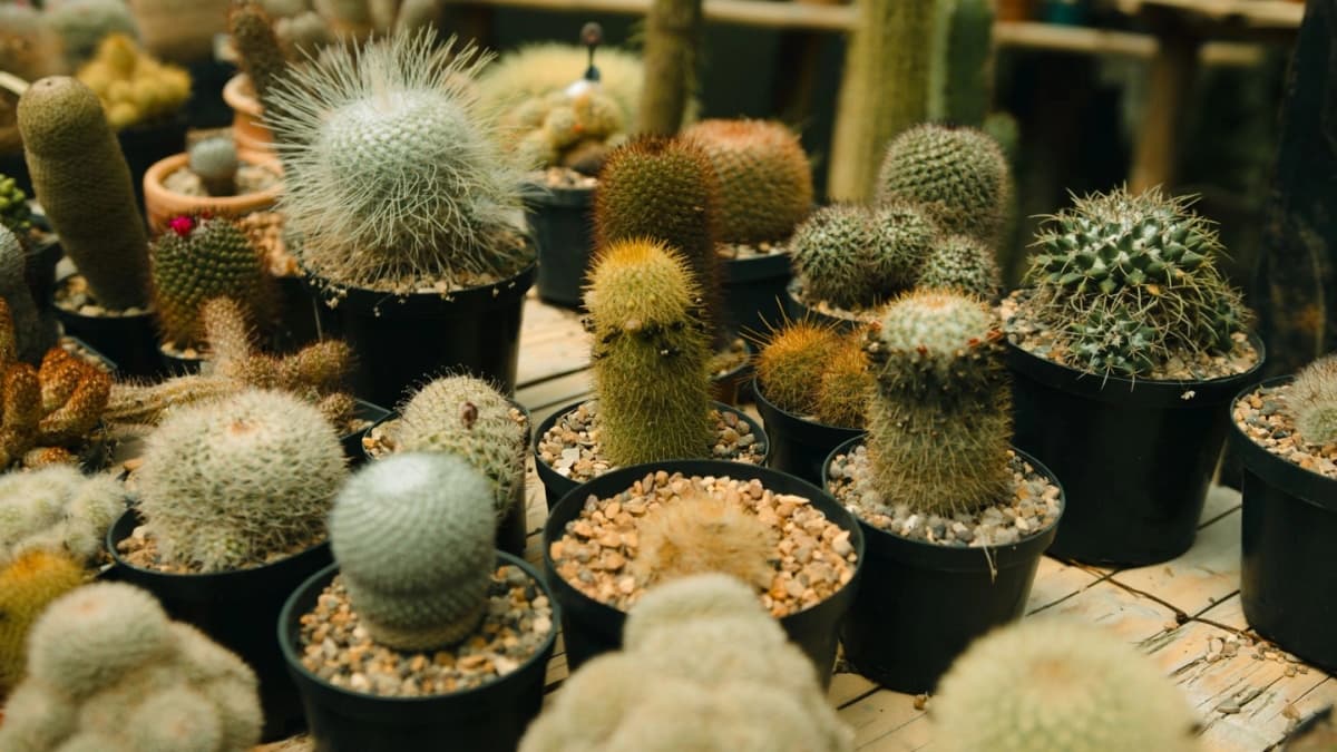 Tour especializado de orquídeas y cactus en Manizales