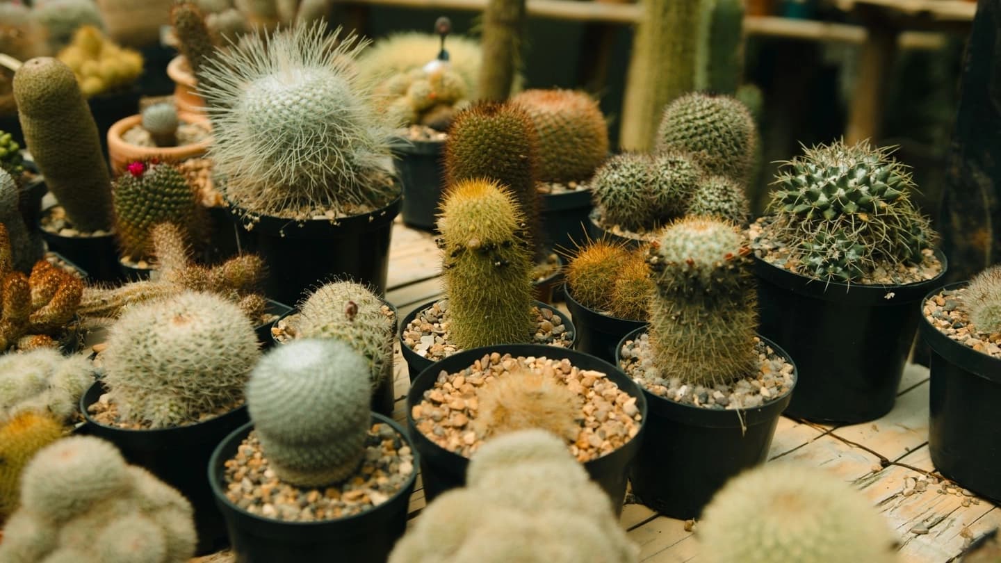 Tour especializado de orquídeas y cactus en Manizales
