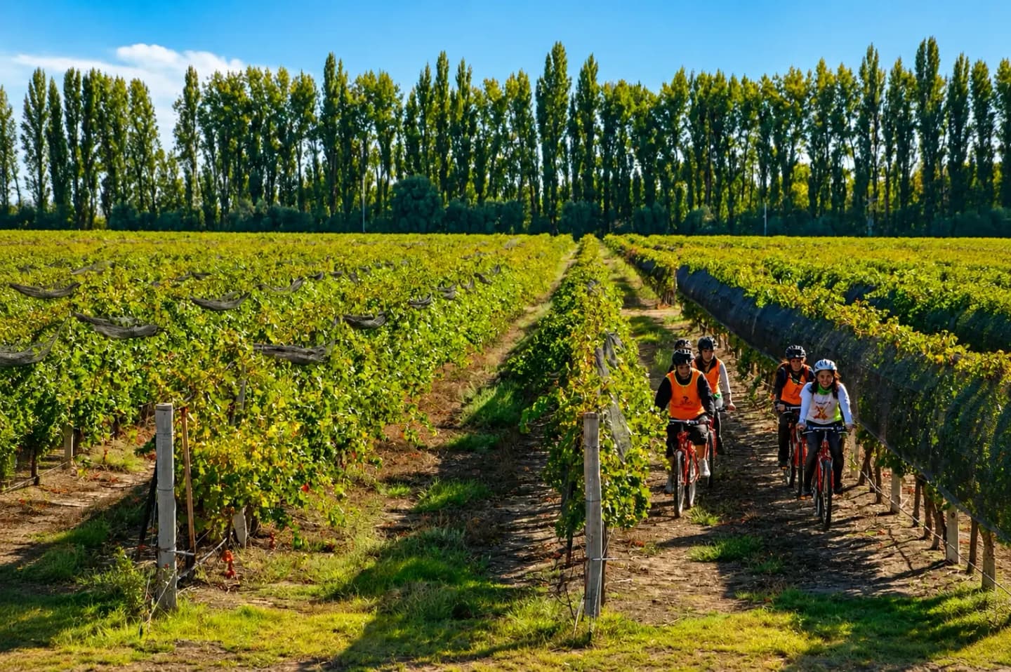 Bike Tour through the Vineyards of San Rafael