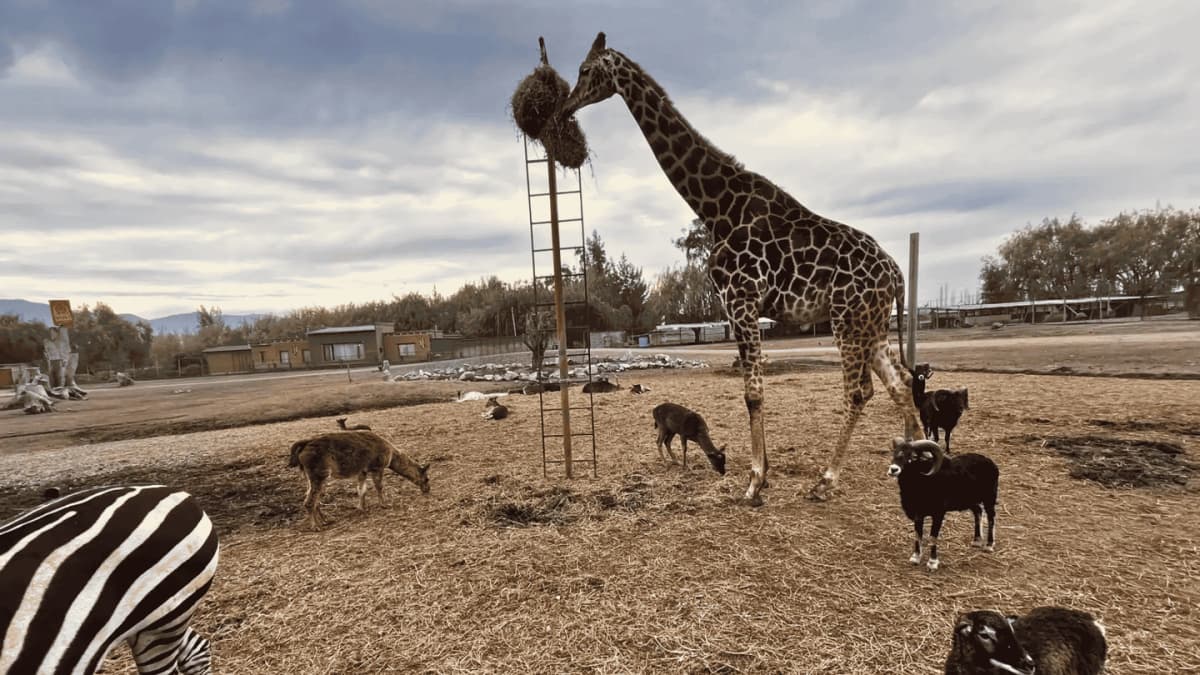 Tour Parque Safari com Felinos e Herbívoros desde Santiago