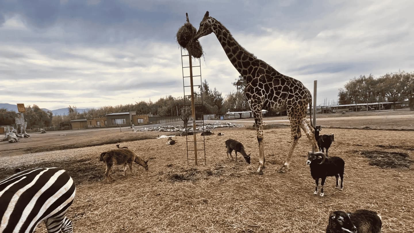 Tour Parque Safari desde Santiago