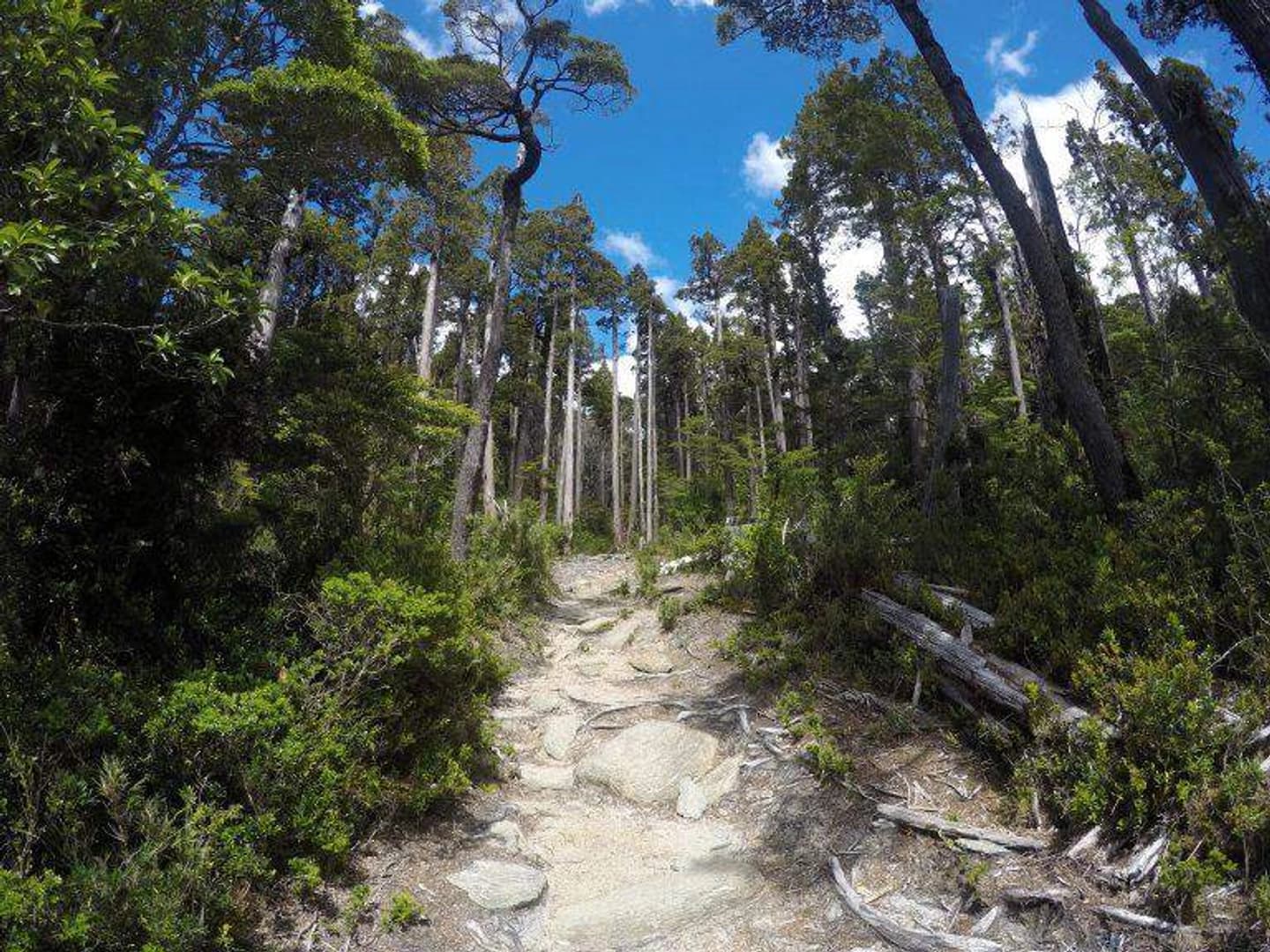 Parque Nacional Alerce Costero Sendero Alerce Milenario