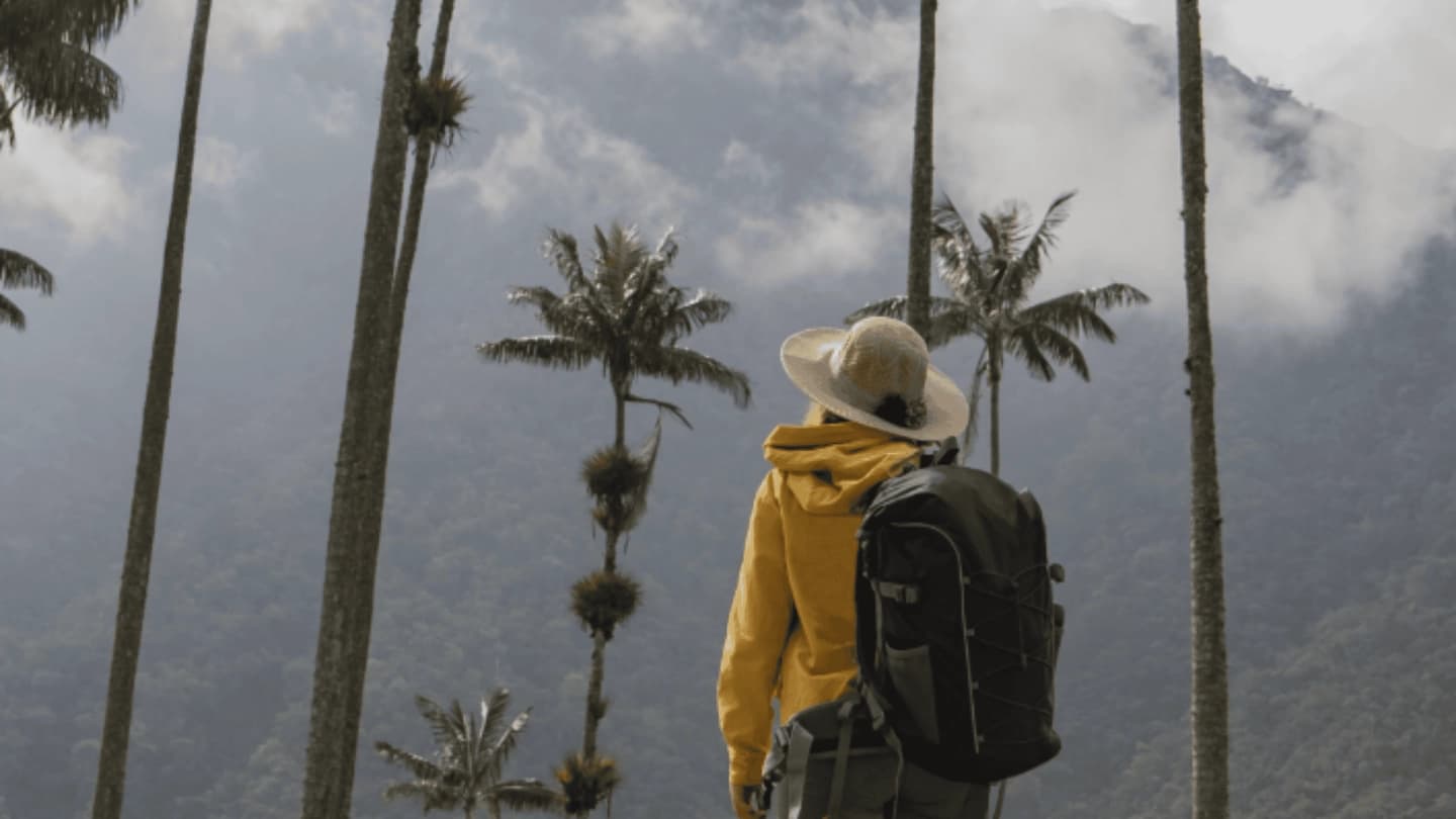 Tour compartido al Valle del Cocora desde Salento