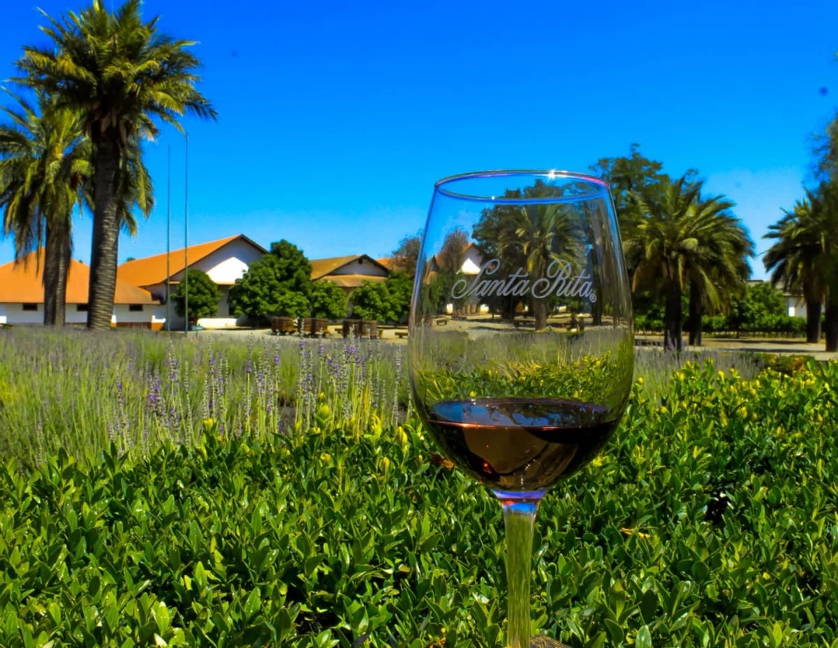 Santa Rita Winery Tour from Santiago