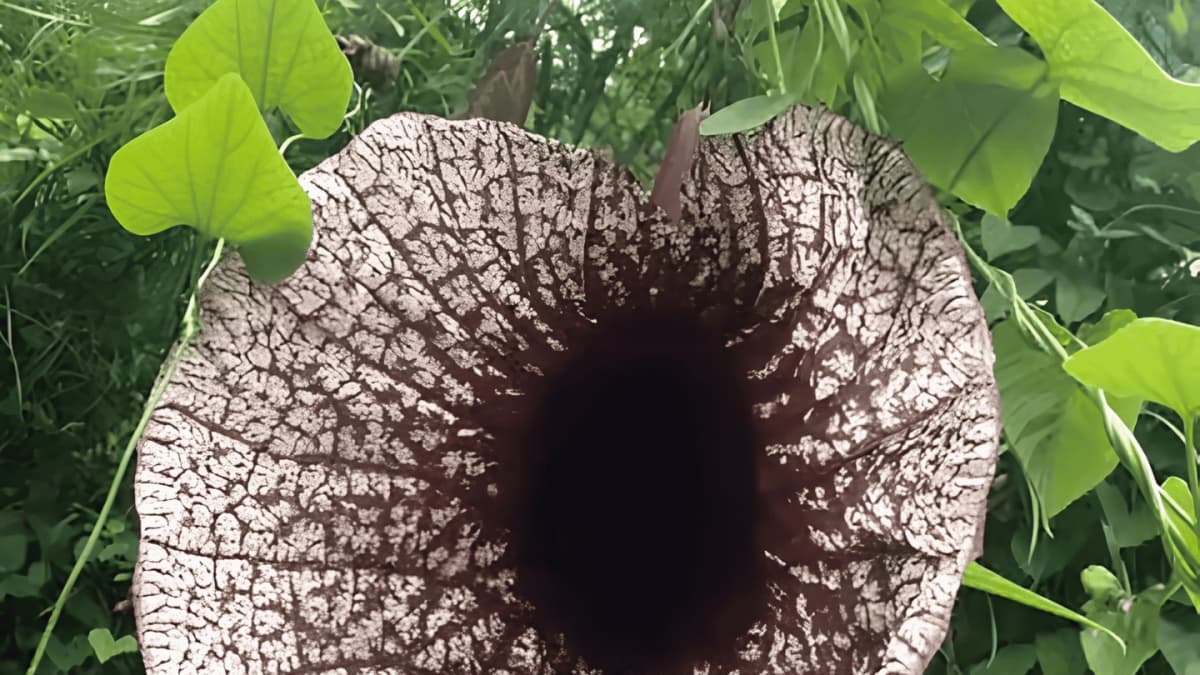 Tour del café en Tenejapa desde San Cristóbal de las Casas