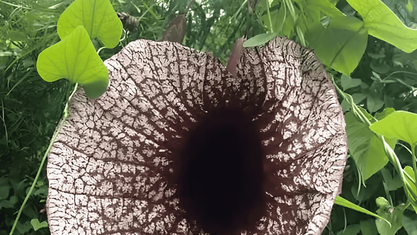 Tour del café en Tenejapa desde San Cristóbal de las Casas