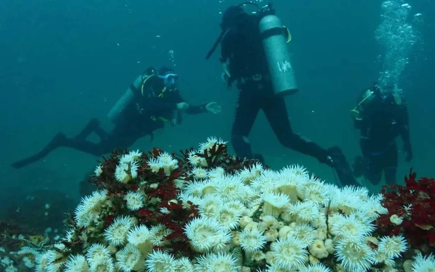 Bautismo de Buceo en Tongoy desde La Serena
