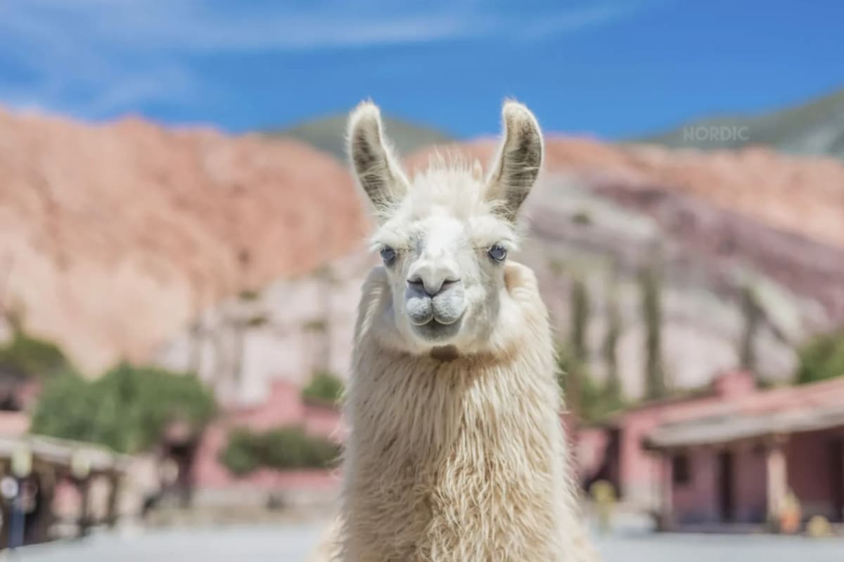 Valles Calchaquíes: Aventura de 2 Días desde Salta