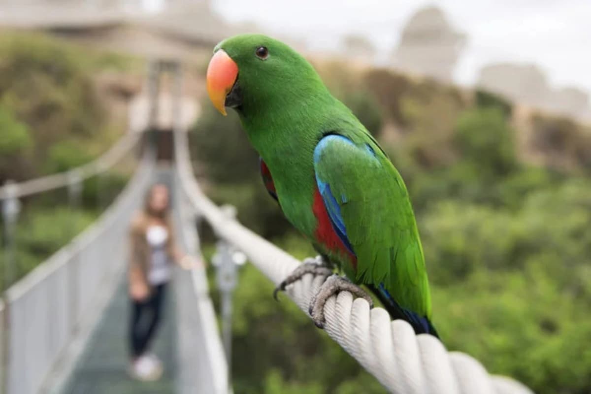 Tour al Parque Tricao con acceso al Aviario desde San Antonio