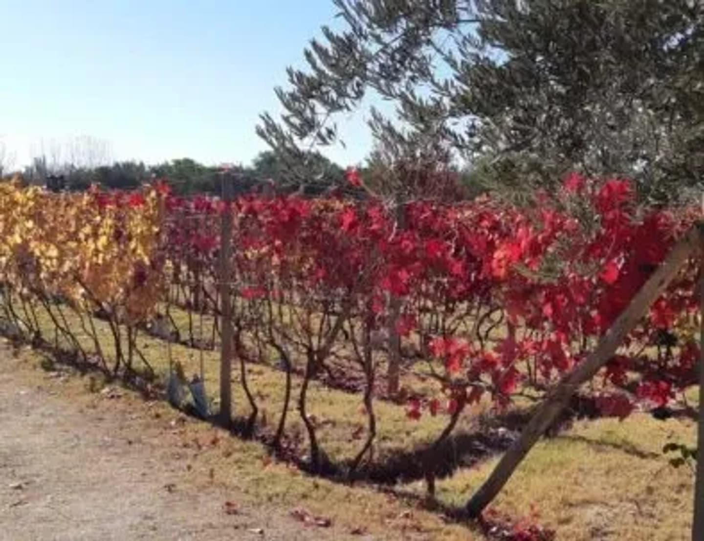 Bus Vitivinícola Camino del Vino y Olivos de Maipú - Lunes