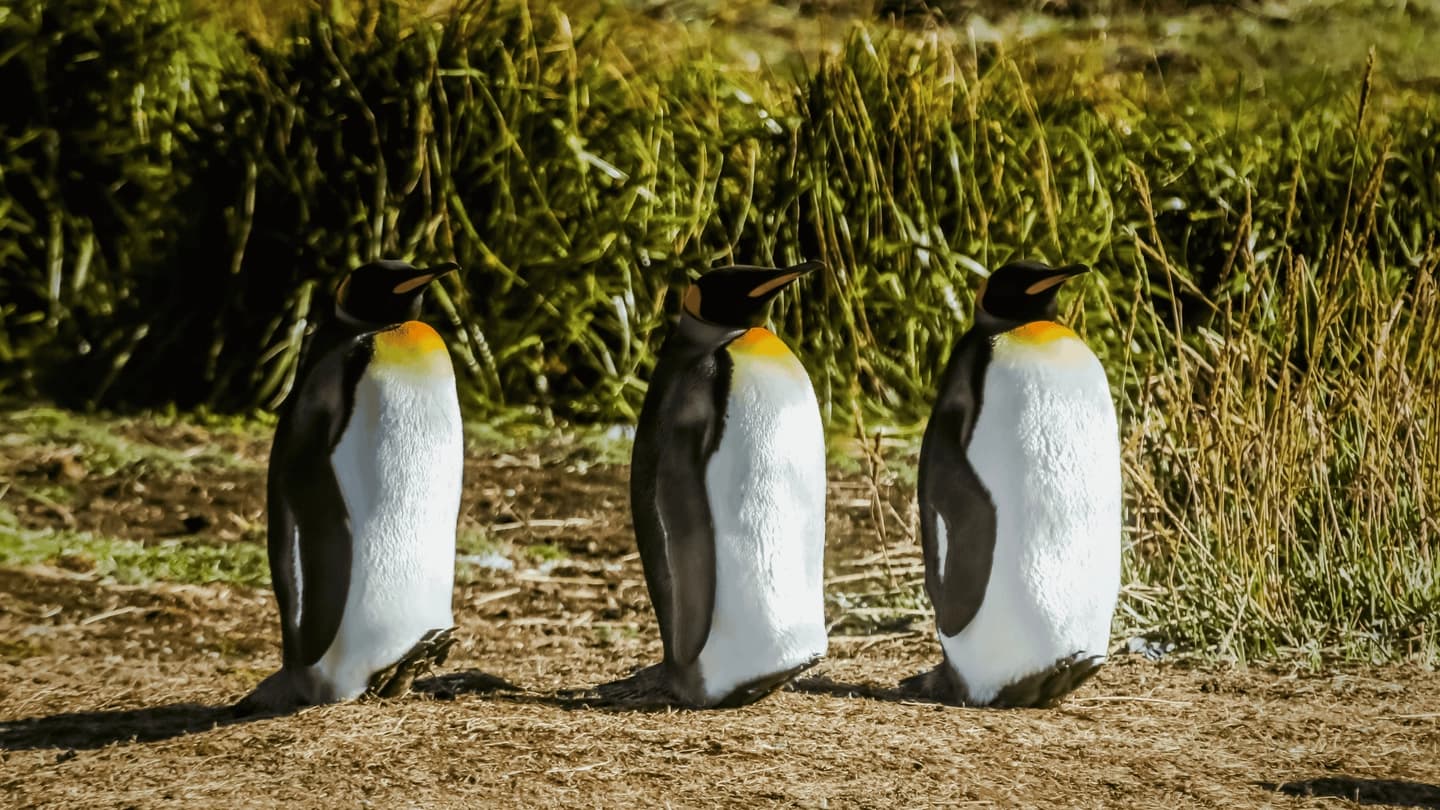 Tour Full Day Tierra del Fuego, Reserva Pingüino Rey y Porvenir desde Punta Arenas