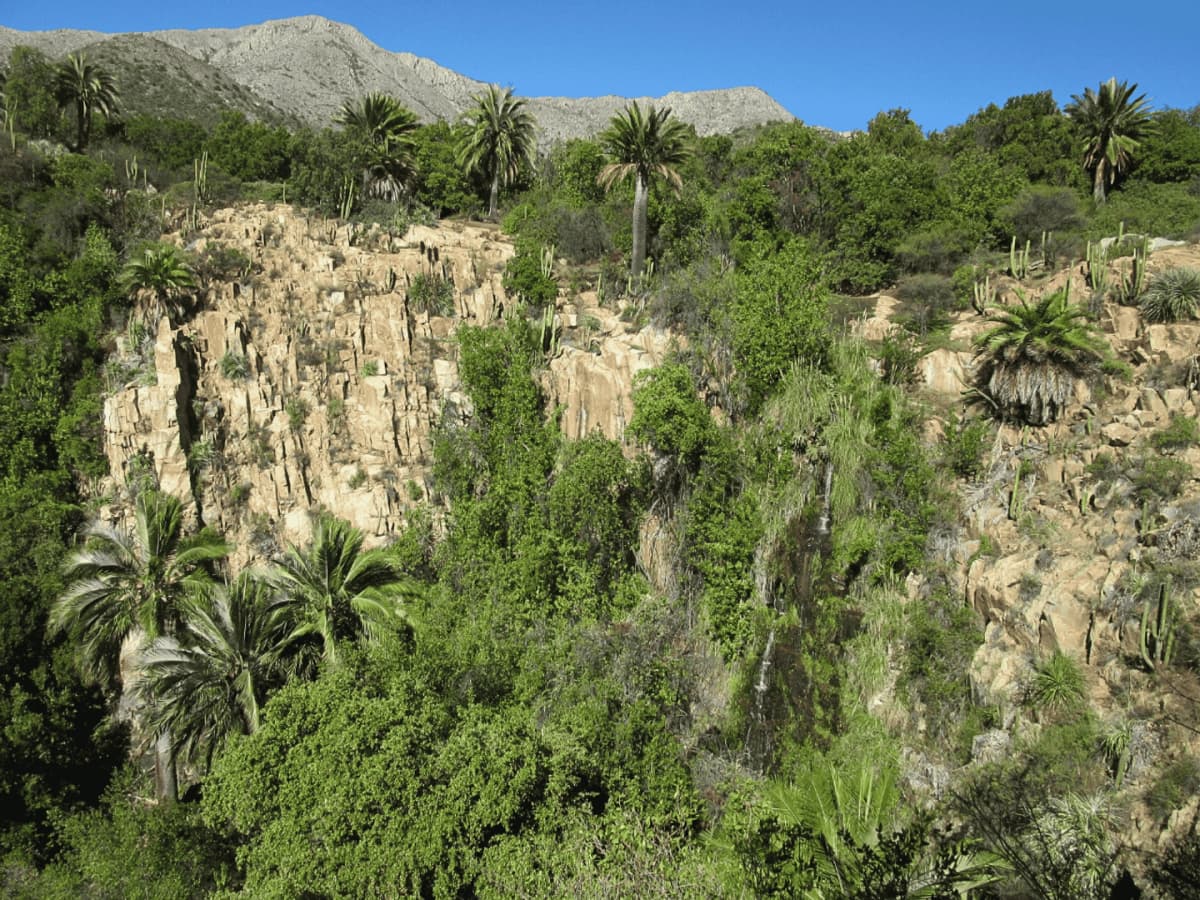 Entrada Parque Nacional La Campana Sector Palmas de Ocoa