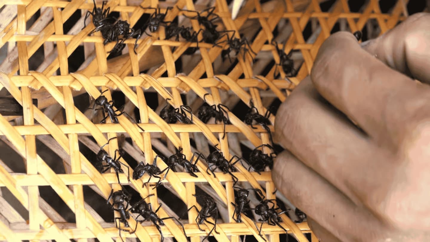 1-Day Excursion to the Tucandeira Ritual from Manaus
