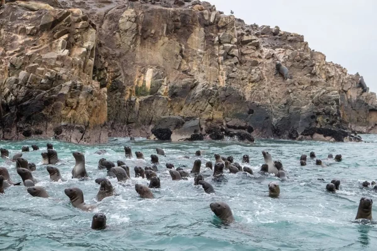 Tour de 1 día en Islas Ballestas y Oasis Huacachina desde Lima