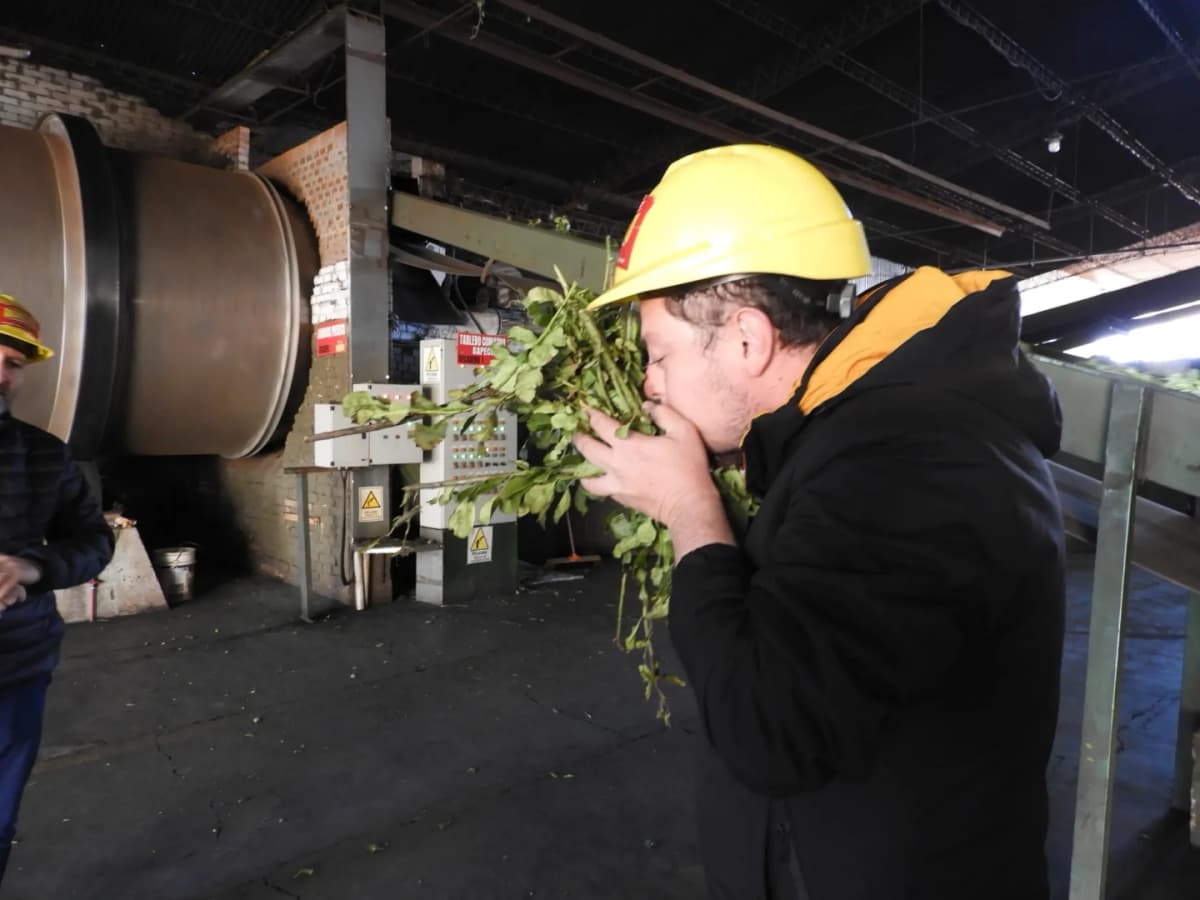 Experiencia Yerbatera Andresito en Iguazu
