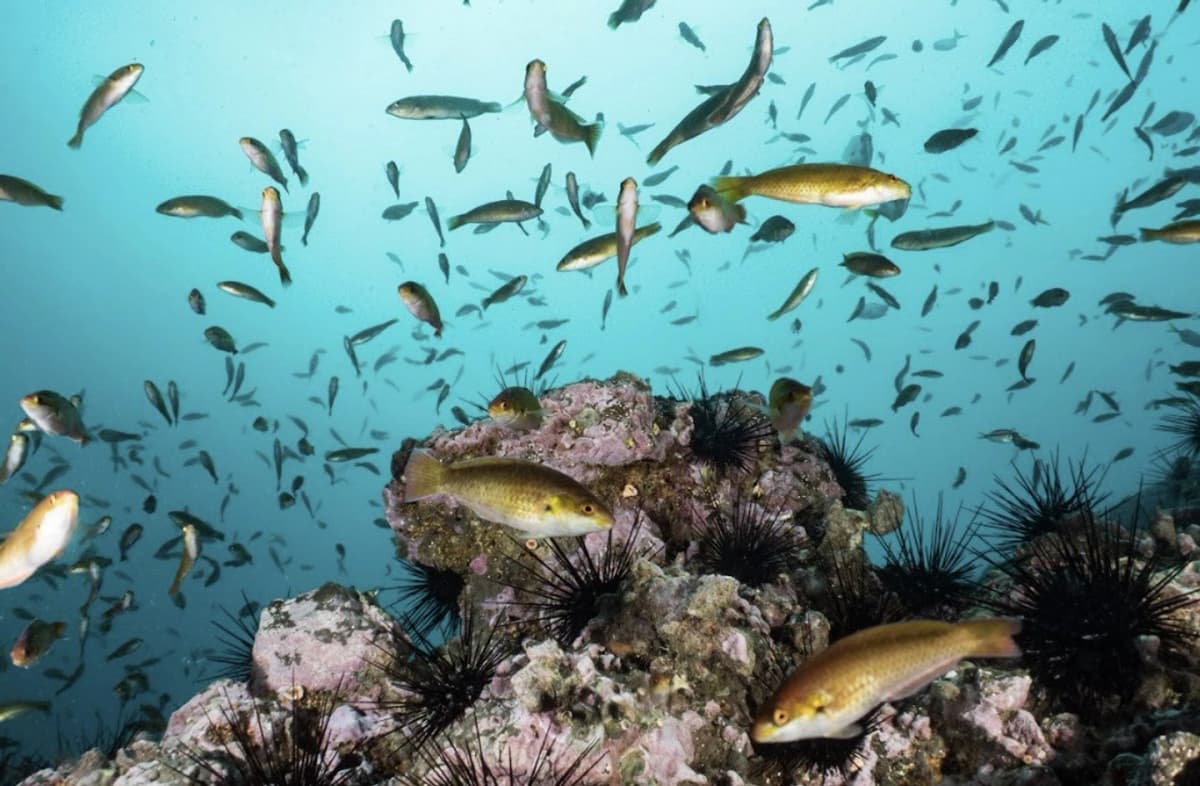 Experiencia de Buceo para Principiantes en Isla Robinson Crusoe