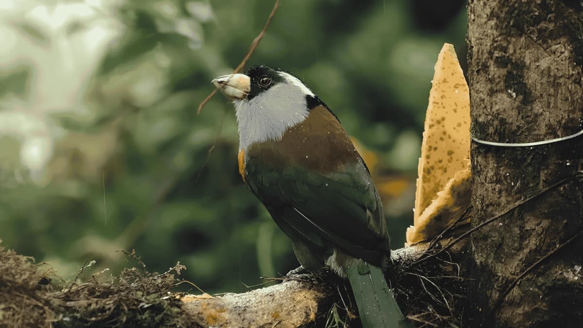 Tour de Avistamiento de Aves La Alejandría desde Cali