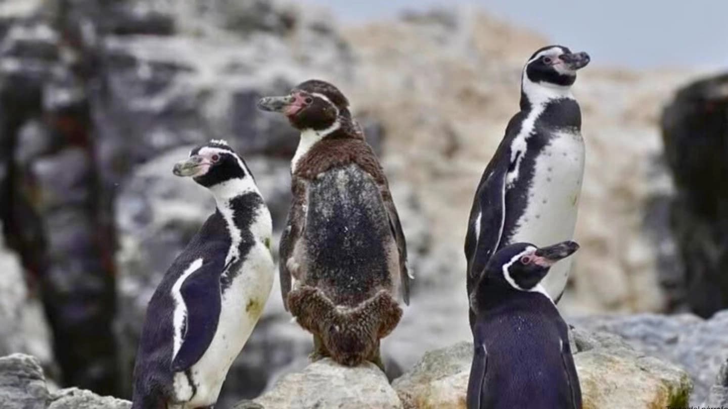 Tour a la Reserva Pingüino Humboldt e Isla Damas desde La Serena