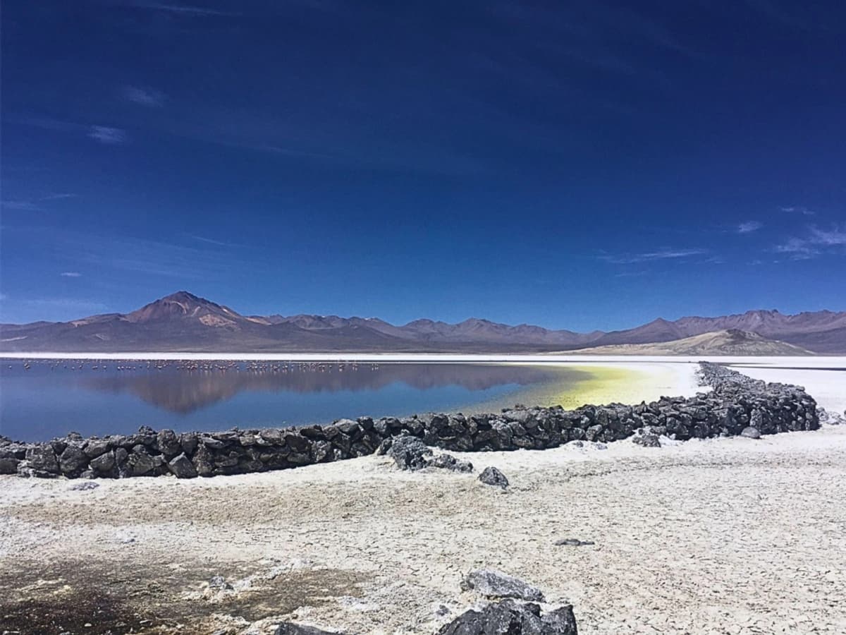 Aventura en el Salar de Surire: Fauna Andina y Termas Naturales de Arica y Parinacota