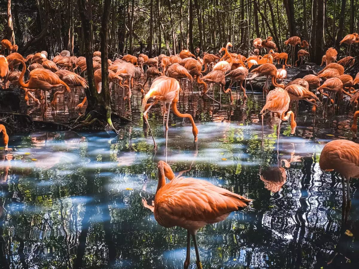 Tour de Ecoturismo en Barú: Aviario Nacional, Playa y Oceanario desde Cartagena