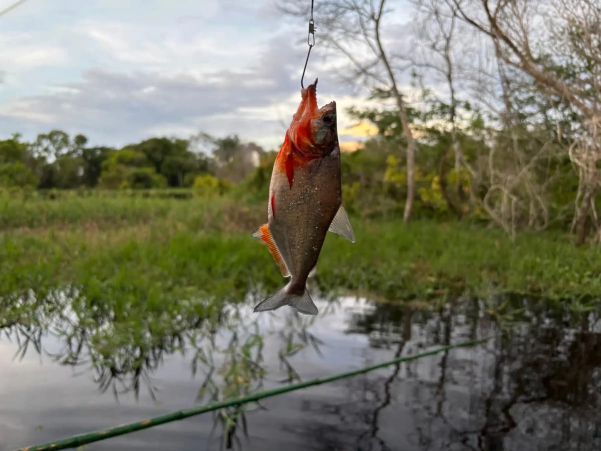 Tour nocturno de pesca de Pirañas y observación de Caimanes en Manaos