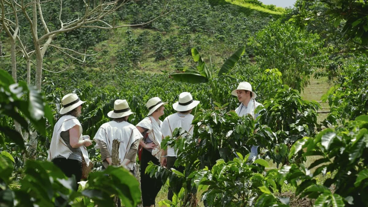 Coffee Tour at a Productive Farm in Santa Rosa de Cabal from Pereira