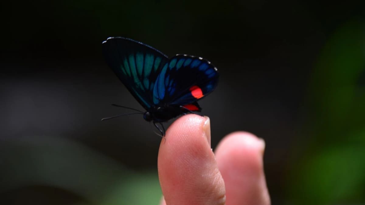 Tour de observación de mariposas en Manizales