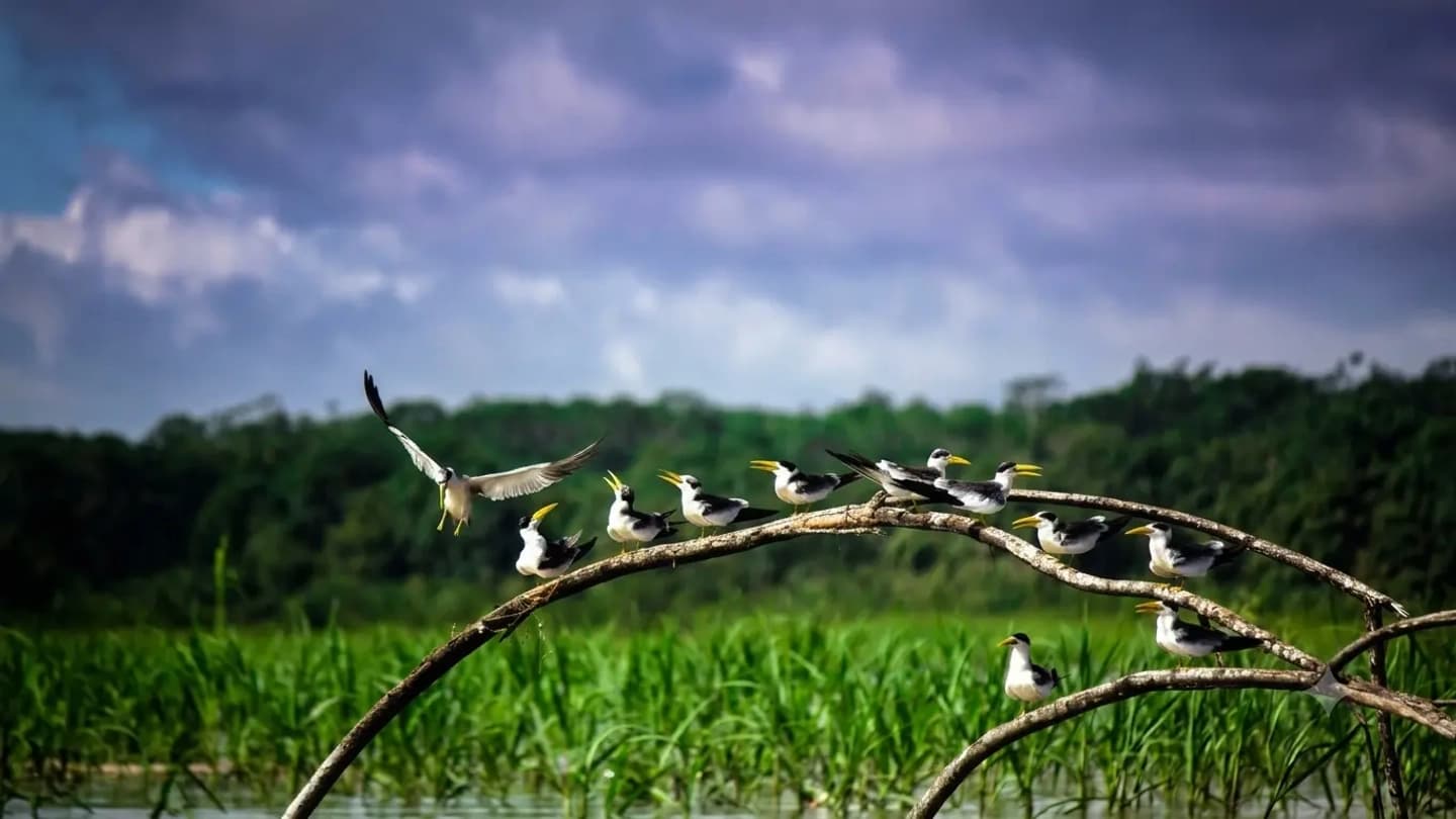 Pacaya Samiria con acampada en la selva desde Iquitos