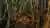 Excursion to Victoria Island and Arrayanes Forest