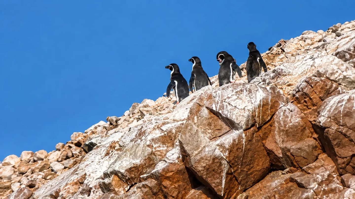 Tour a las Islas Ballestas y El Candelabro con observación de fauna oceánica desde Paracas