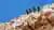 Tour a las Islas Ballestas y El Candelabro con observación de fauna oceánica desde Paracas