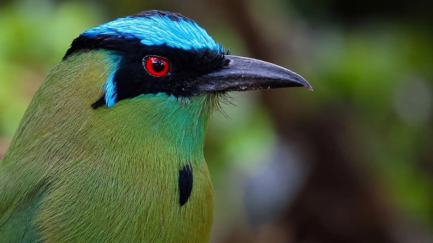 Tour de observación de aves en Manizales