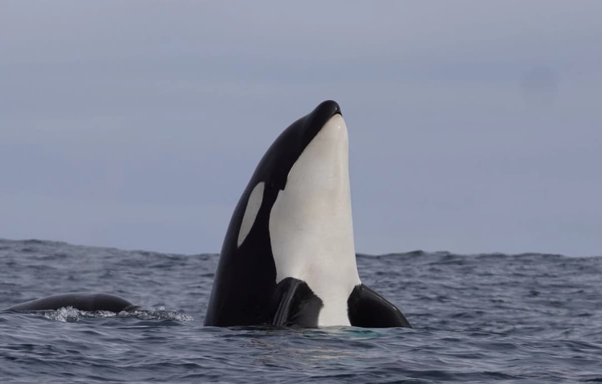 Avistamiento de Ballenas en Chañaral de Aceituno desde La Serena