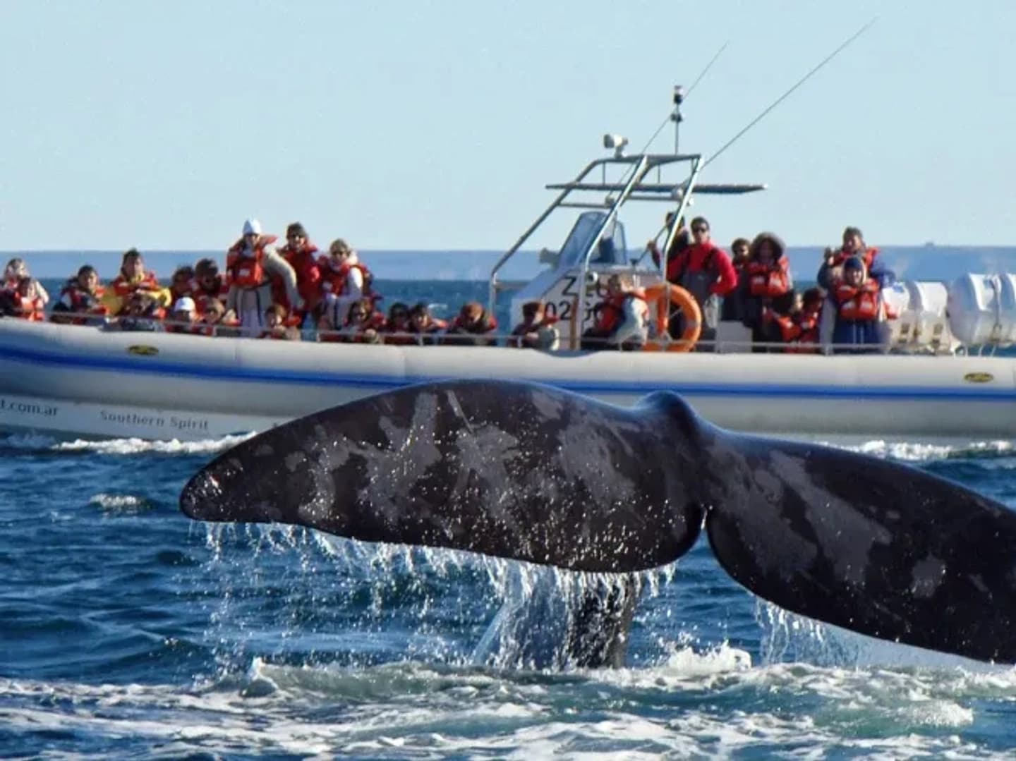 Excursión Península Valdés con Avistaje de Ballenas Embarcado