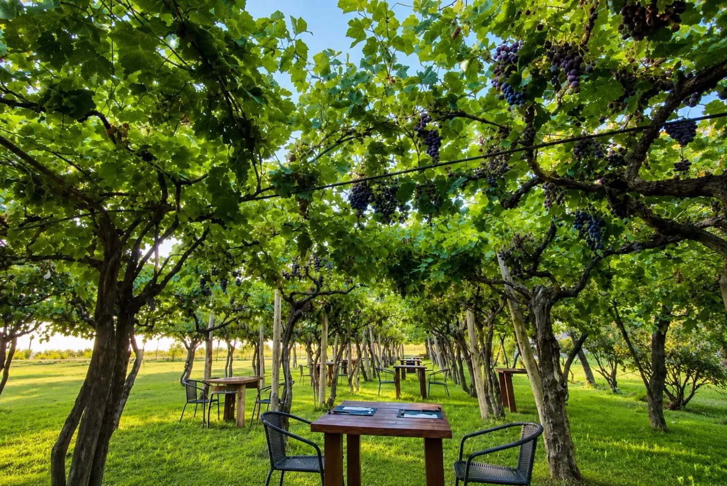 Excursión a Bodegas con degustación en San Rafael