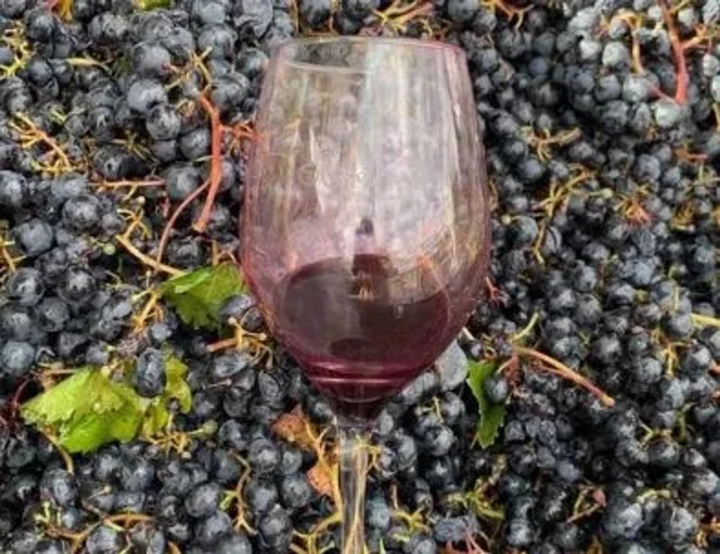Bus Vitivinícola Camino del Vino Valle de Uco - Domingos . Ruta 89