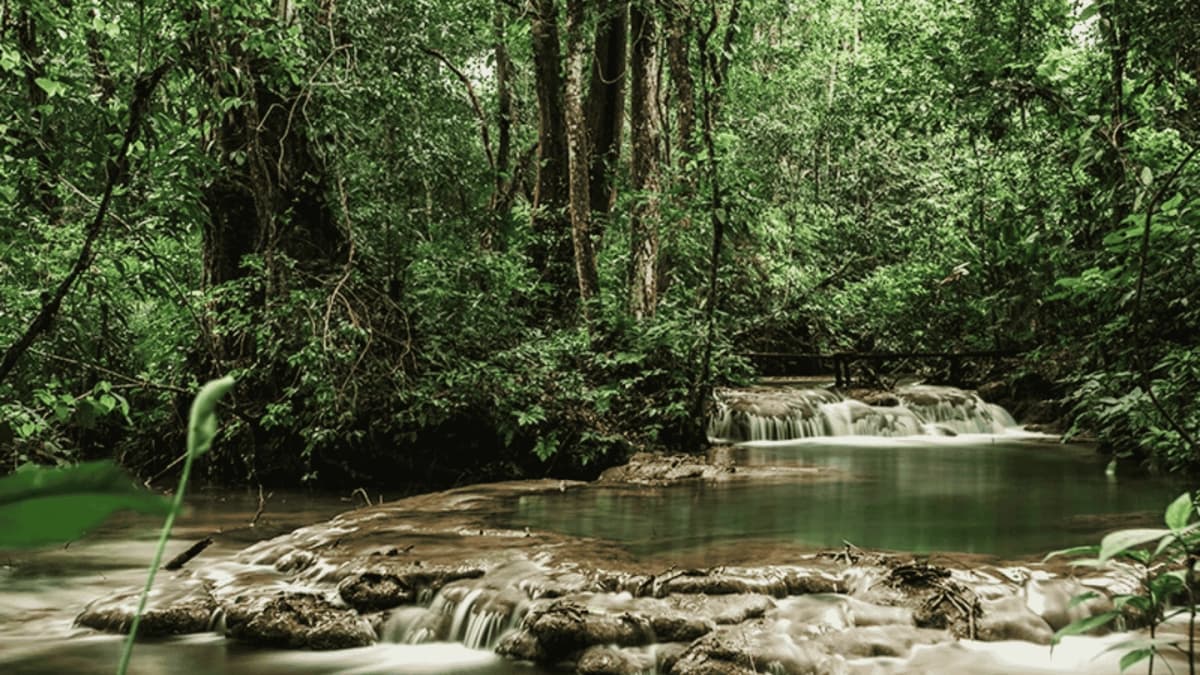Sendero en la Selva Lacandona desde Palenque