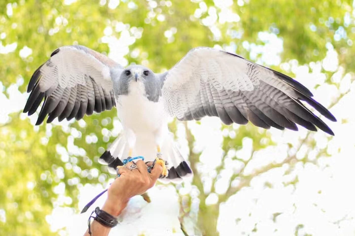 Excursión al Parque de los Halcones desde Aracaju