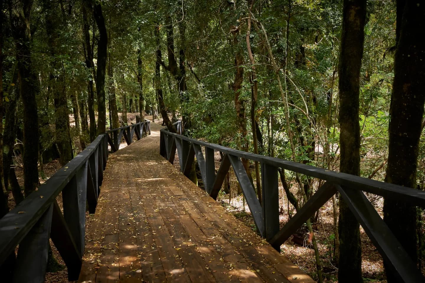 Entrada Parque Neltume con Sendero Autoguiado en Salto del Huilo Huilo