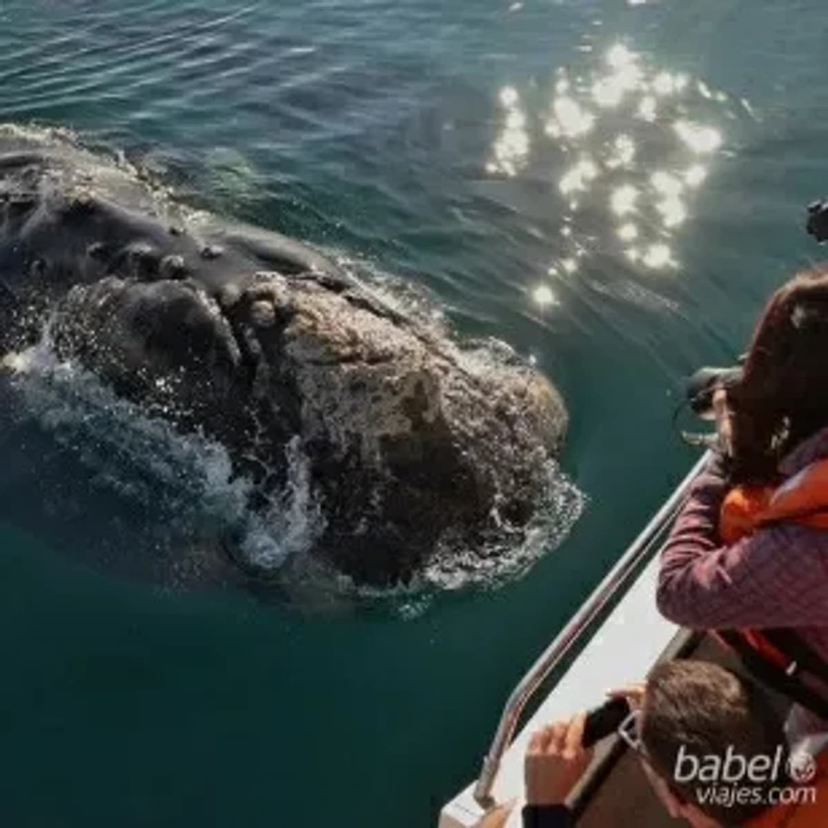 Excursión Península Valdés con Puerto Piramides
