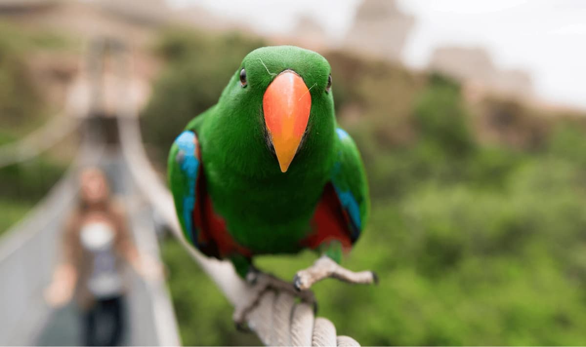 Parque Tricao: Canopy, Aviario y Jardín Botánico