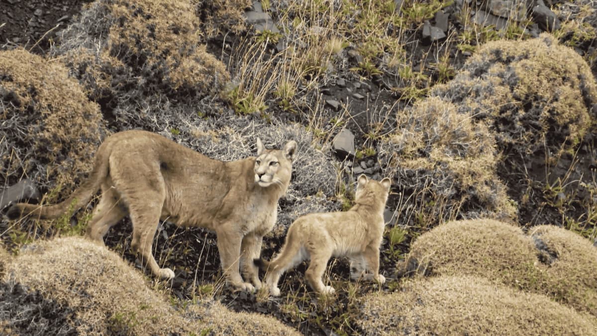 Rastreamento de Puma em Torres del Paine desde Puerto Natales em 4x4