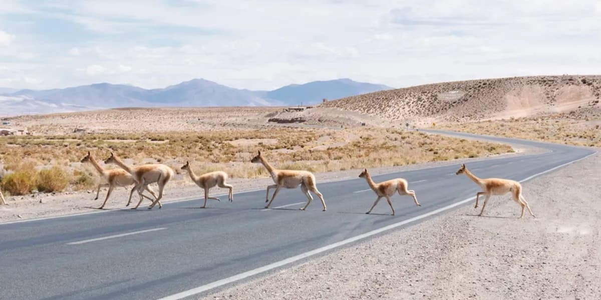 Combo Quebrada de Humahuaca y Salinas Grandes