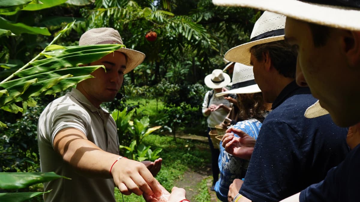 Desde Bogotá: Experiencia Cafetera 'De la Semilla a la Taza'