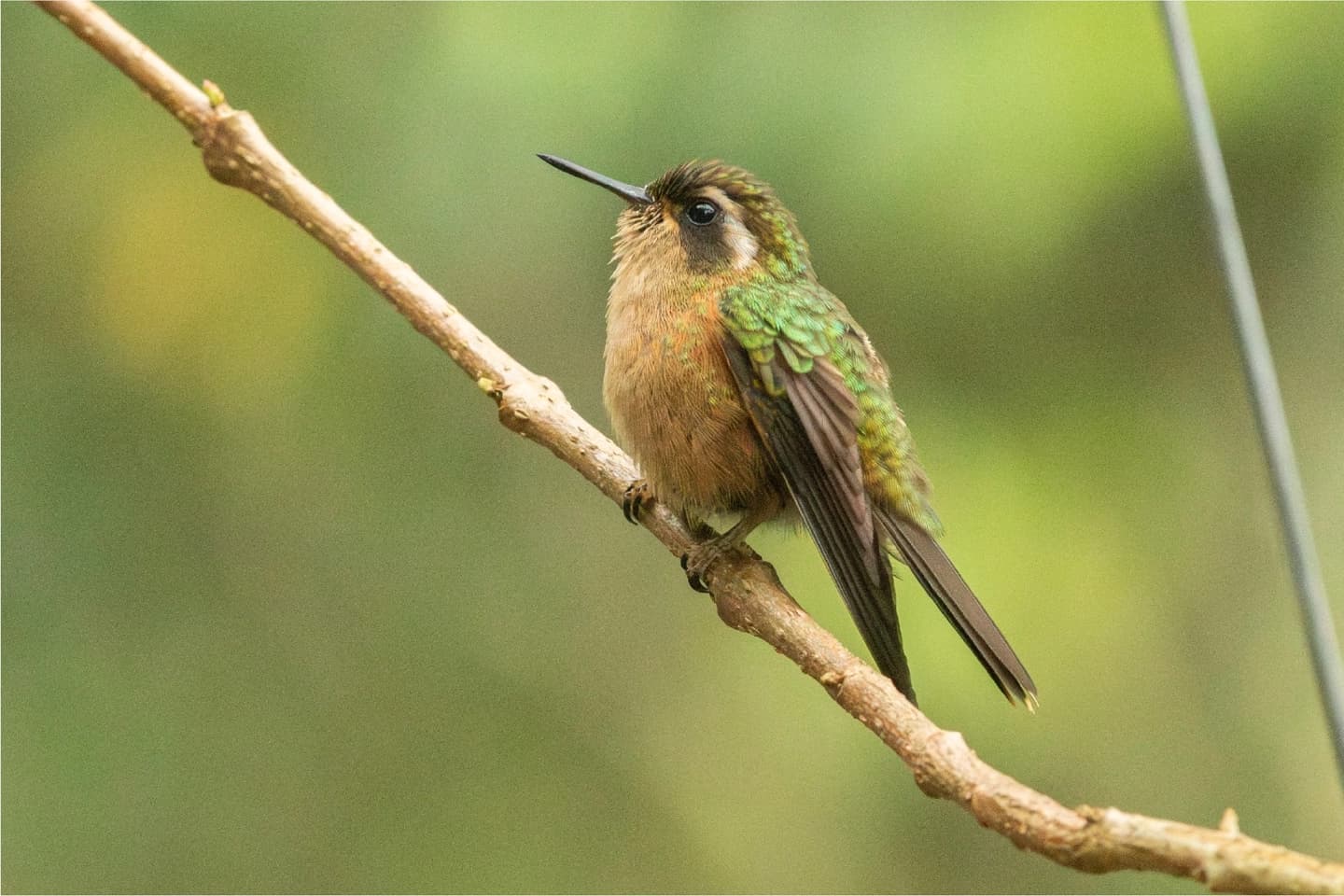 Tour Avistamiento de aves en el Recinto del Pensamiento en Manizales