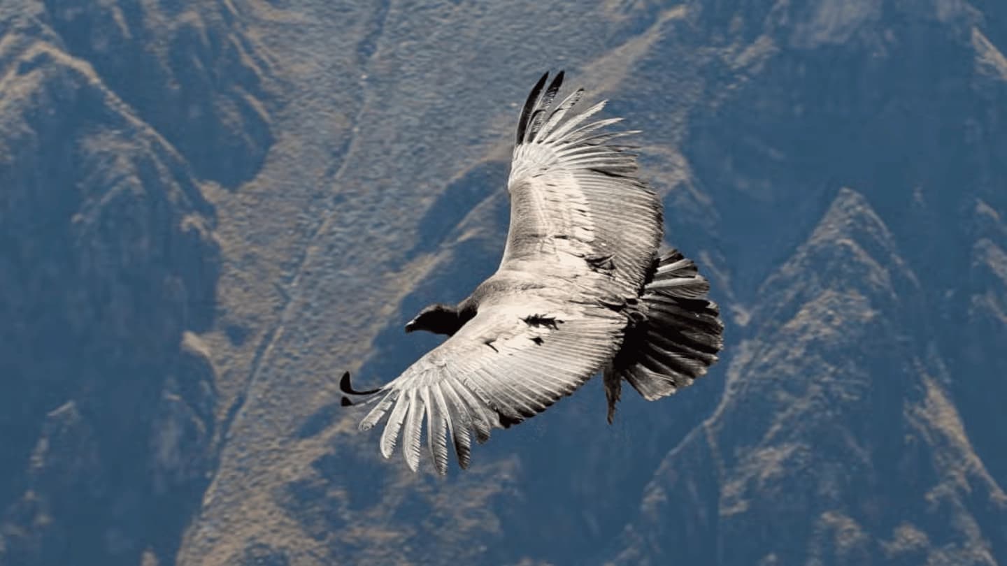 Excursión full day en el Cañón del Colca desde Arequipa