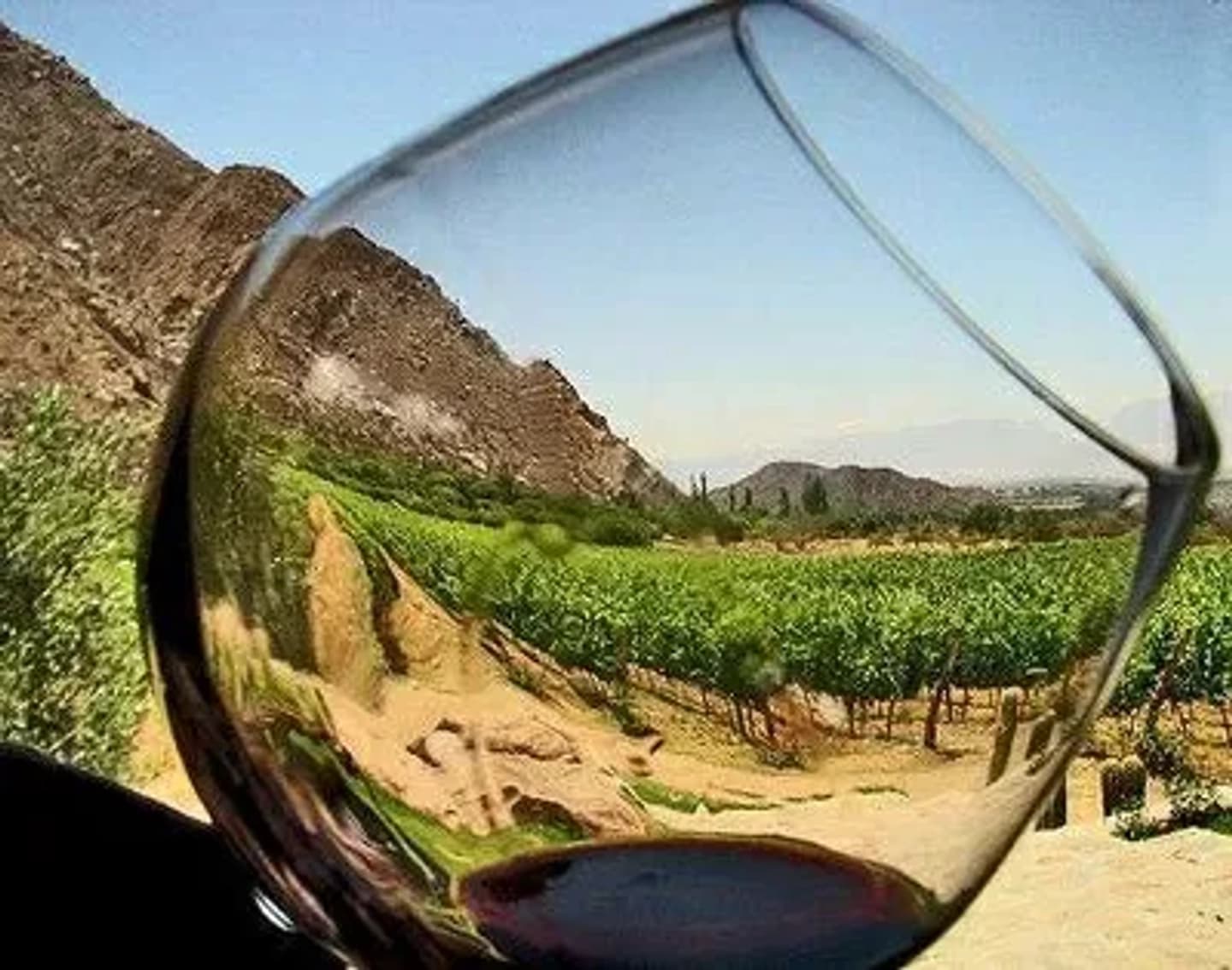 Excursión a Bodegas Familiares y Fábrica de Aceite de Oliva en Mendoza