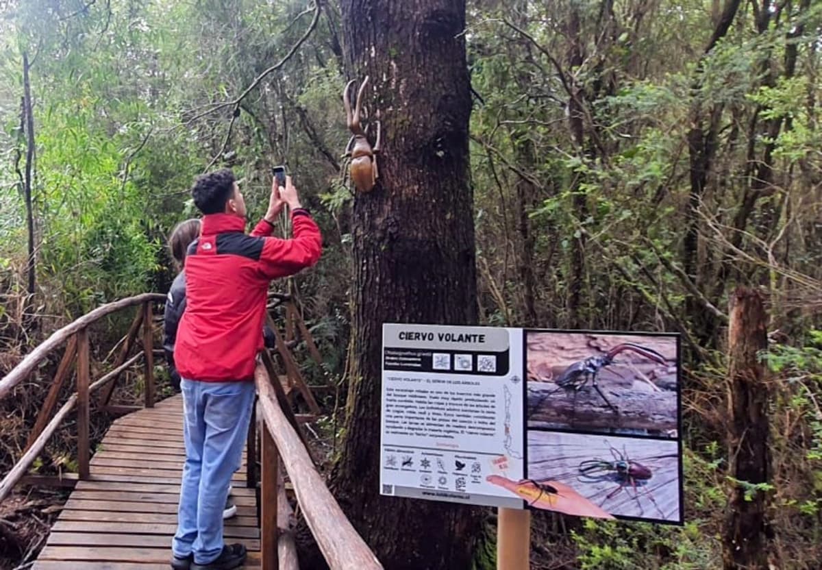 Inmersión en la Selva Valdiviana: Naturaleza y Aprendizaje