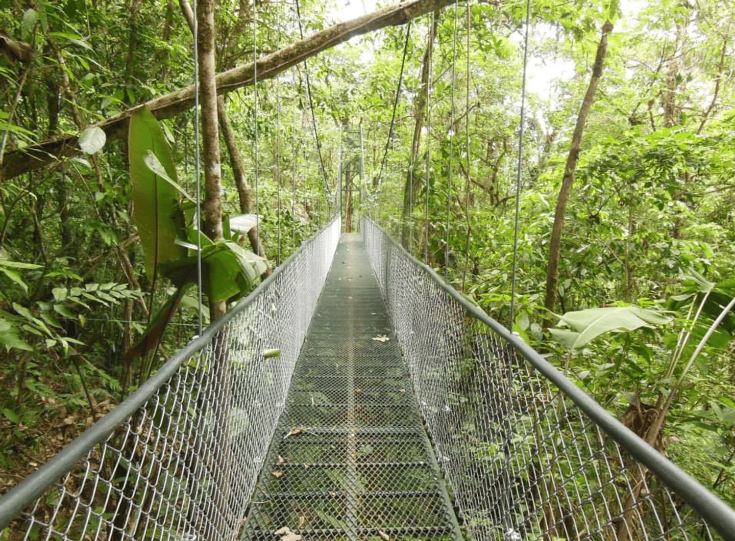 Tour de Canopy en el Bosque Nuboso San Luis desde San José