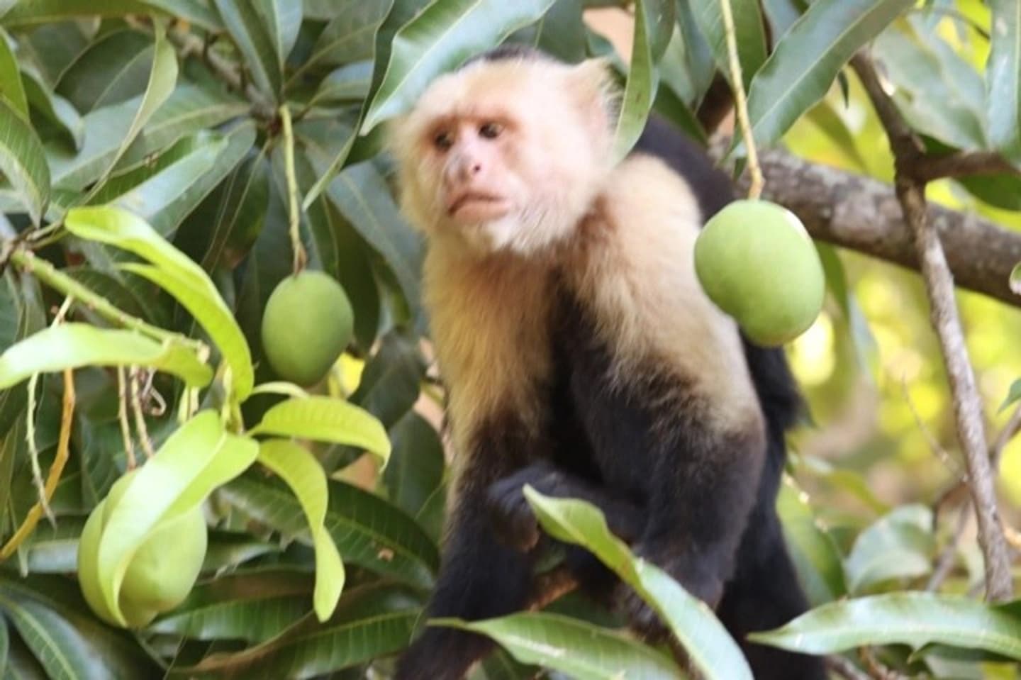 Tour al Parque Nacional Manuel Antonio desde San José